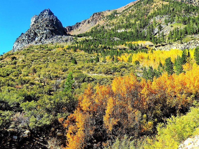 The Best Time to Visit Yosemite National Park for Spectacular Scenery and Wildlife