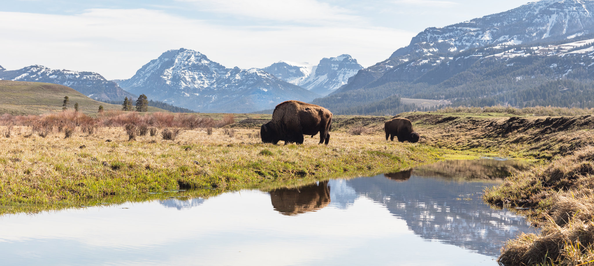 The Best Time to Visit Yellowstone for Wildlife Lovers